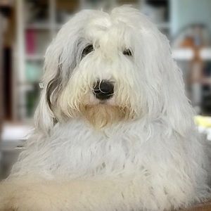 Meet your Posher, Lindsay